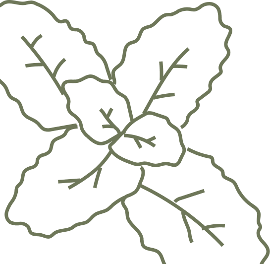 Daun Ornamen